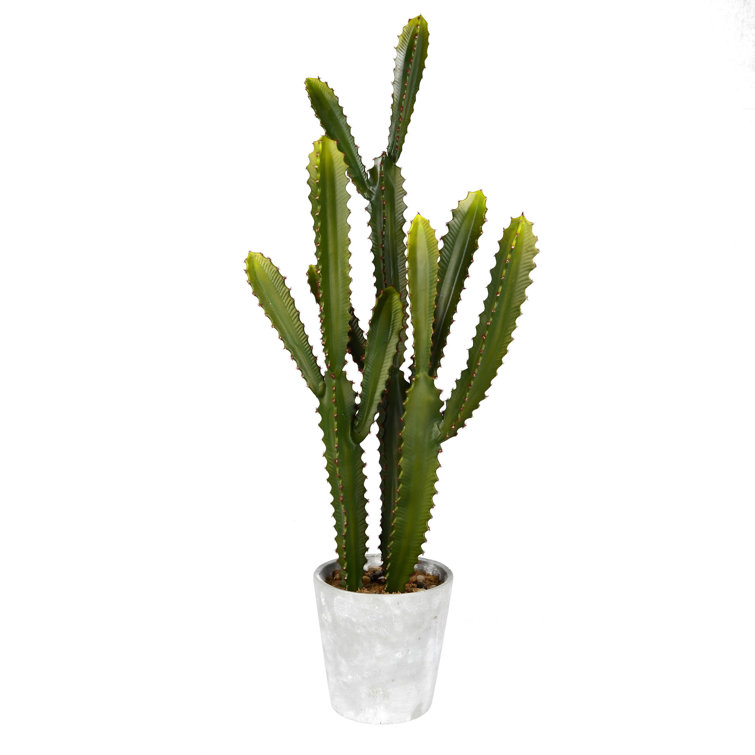 Union Rustic Cactus Succulent in Pot & Reviews Wayfair